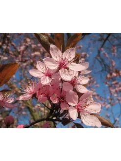 5er-Set: XXL Obstbäume in Bunt