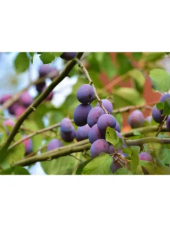 5er-Set: XXL Obstbäume in Bunt