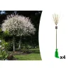 4er-Set: XXL Salix Hakuro Nishiki in Rosa