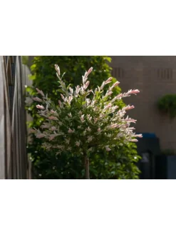 4er-Set: XXL Salix Hakuro Nishiki in Rosa