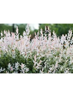 4er-Set: XXL Salix Hakuro Nishiki in Rosa