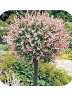 4er-Set: XXL Salix Hakuro Nishiki in Rosa