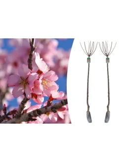 2er-Set: XXL Ziermandelbaum in Rosa