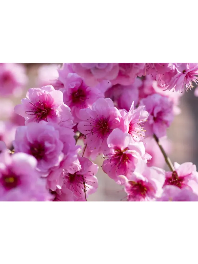 2er-Set: XXL Ziermandelbaum in Rosa