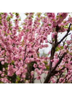 2er-Set: XXL Ziermandelbaum in Rosa