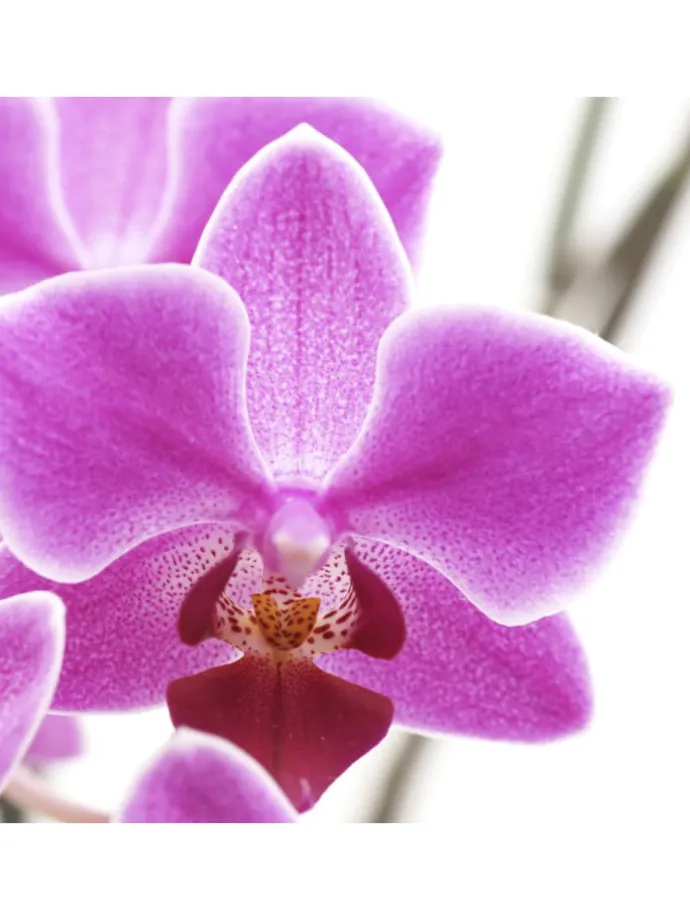 Foto-Paravent Bagheria, 180x120cm, Orchidee