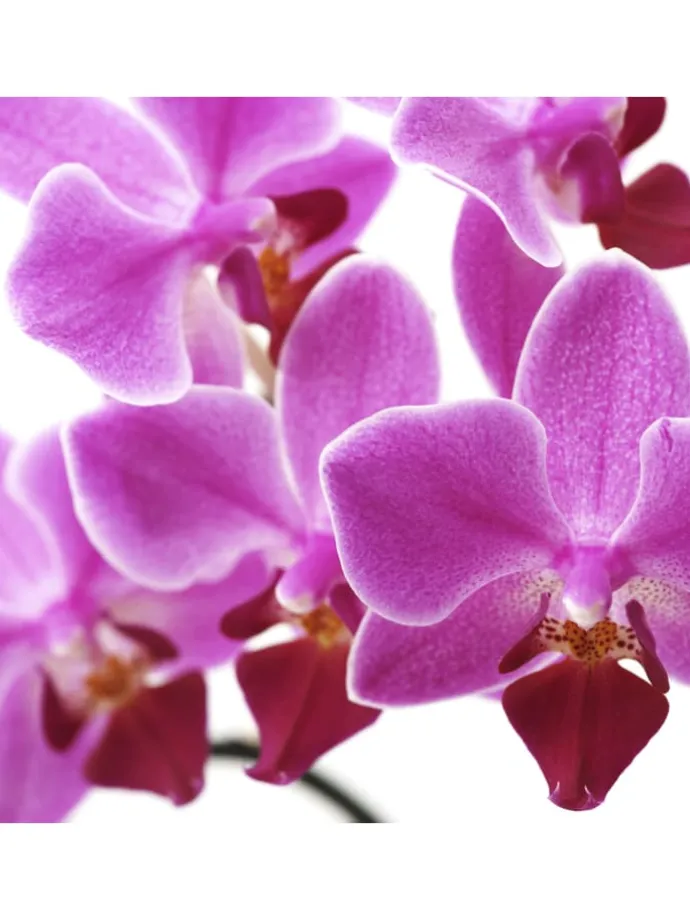 Foto-Paravent Bagheria, 180x120cm, Orchidee