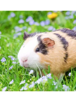 Freilaufgehege mit Netz-Abdeckung in Grün - Ø 110 cm