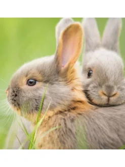 Freilaufgehege mit Netz-Abdeckung in Grün - Ø 110 cm