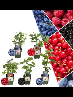 Frucht-Oase BIO-Obstpflanzen-Mix-Set mit 5 verschiedenen Sorten