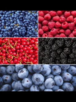 Frucht-Oase BIO-Obstpflanzen-Mix-Set mit 5 verschiedenen Sorten