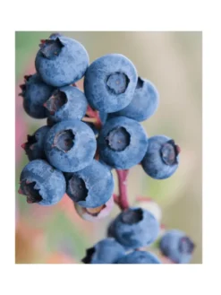 Frucht-Oase BIO-Obstpflanzen-Mix-Set mit 5 verschiedenen Sorten