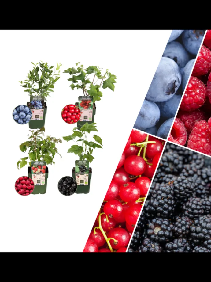 Fruchtparadies BIO-Obstpflanzen-Mix-Set mit 4 verschiedenen Sorten