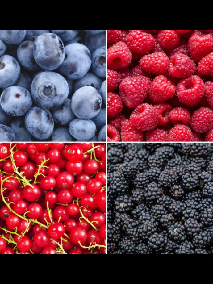 Fruchtparadies BIO-Obstpflanzen-Mix-Set mit 4 verschiedenen Sorten