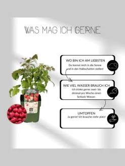 Fruchtparadies BIO-Obstpflanzen-Mix-Set mit 4 verschiedenen Sorten