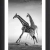 Gerahmter Kunstdruck "Running Giraffes" - (L)70 x (B)50 cm