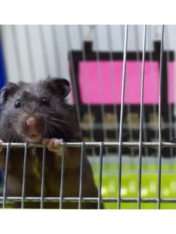 Heutasche in Pink/ Schwarz - (B)30 x (H)30 cm