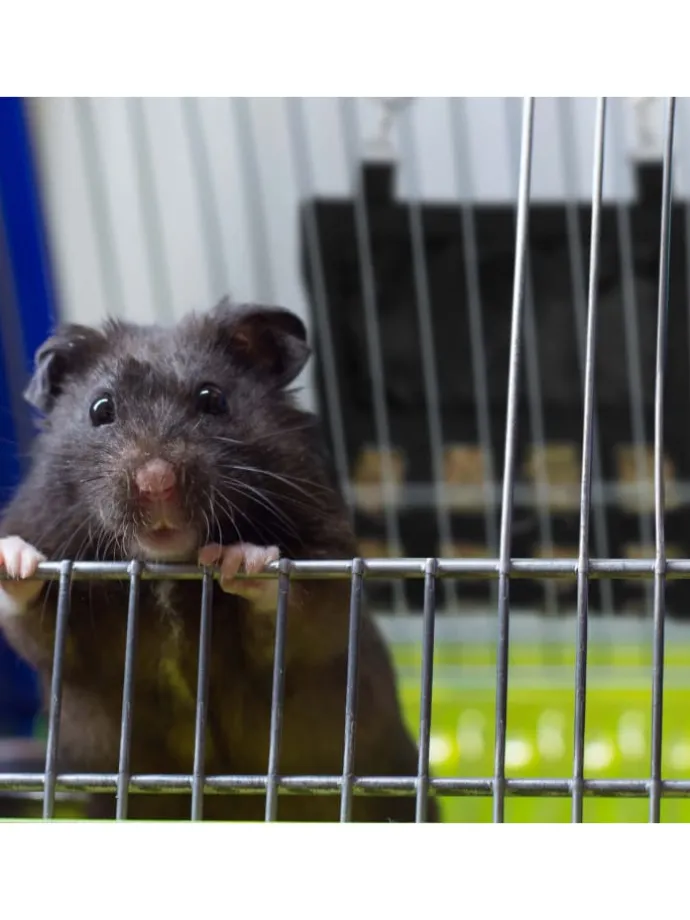 Heutasche in Schwarz - (B)30 x (H)30 cm