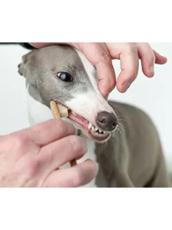 Holzzahnbürste groß in Hellbraun