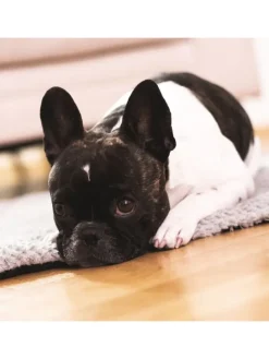 Hundedecke/Hundekissen - Wildlederimitat - Größe S (73 x 45 cm) - grau