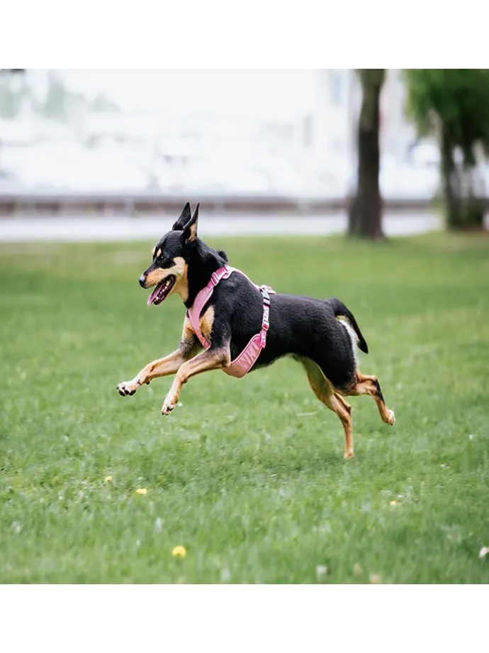 Hundegeschirr in Rosa