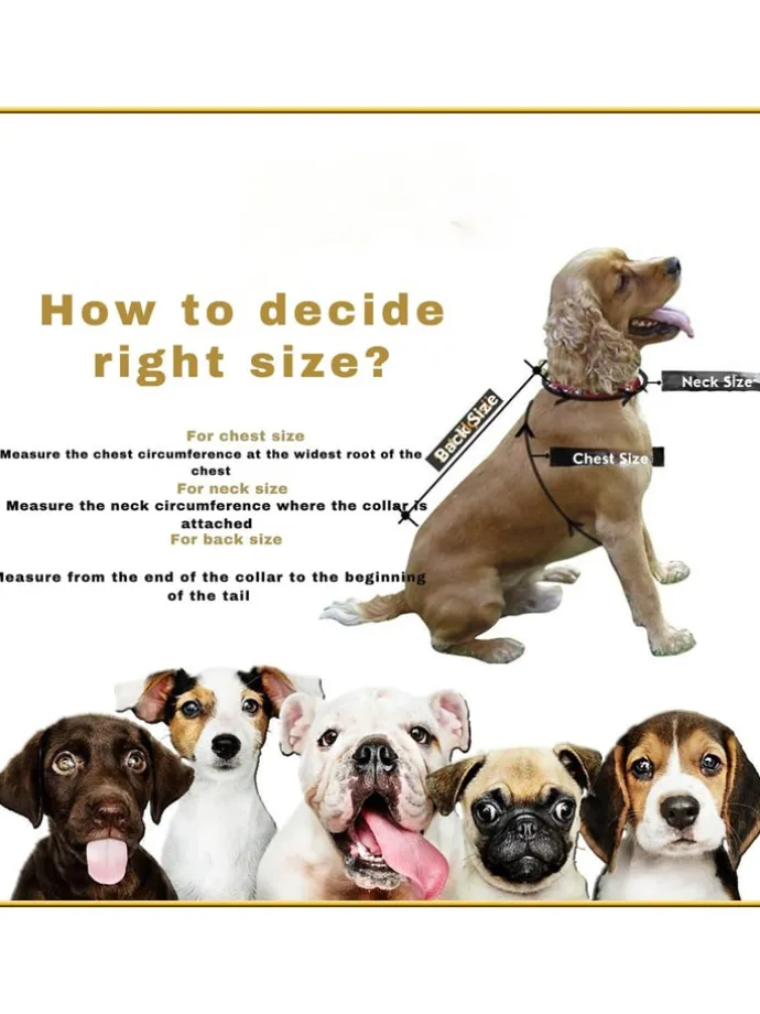 Hundehoodie in Türkis