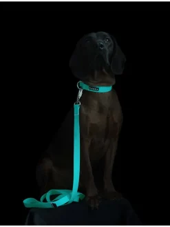 Hundeleine "Glow" in Türkis