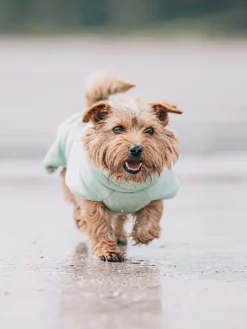 Hunde-Trockenmantel in Hellgrün