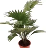 Livistona Palme 90cm XXL