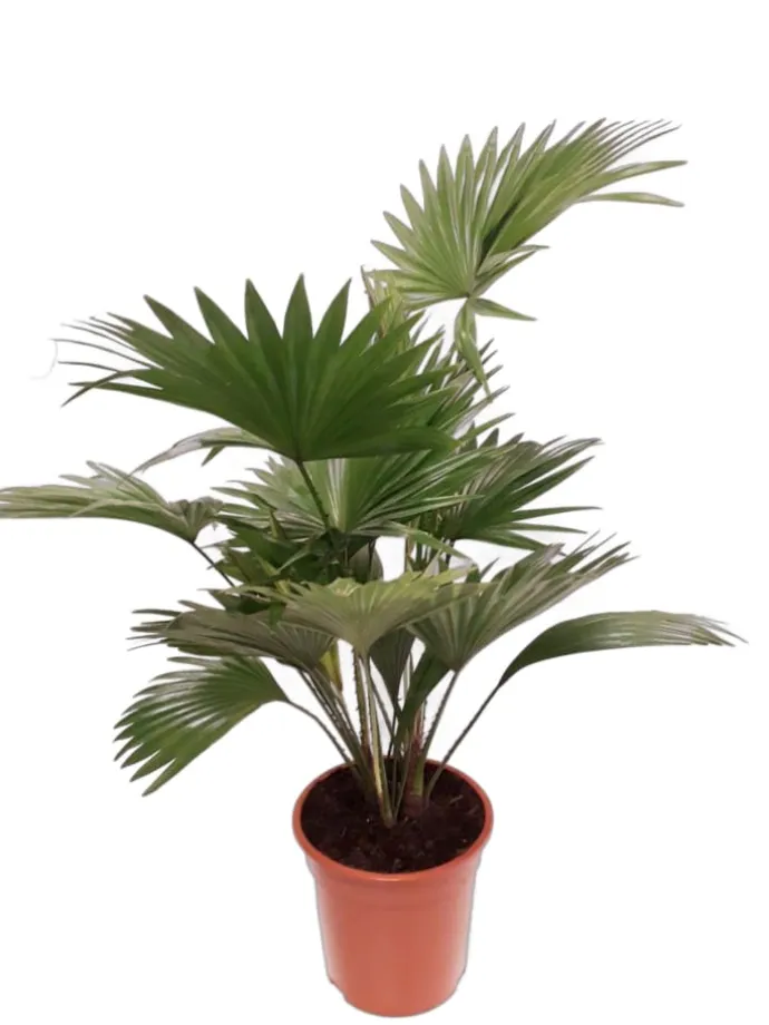 Livistona Palme 90cm XXL
