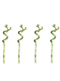 Lucky Bamboo 50cm 4er spiral Bambus