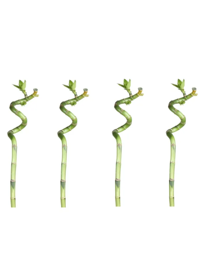 Lucky Bamboo 50cm 4er spiral Bambus