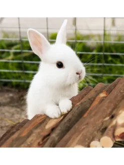 Nagerbrücke in Natur - (B)40 x (T)65 cm
