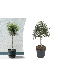 Olivenbäume winterhart auf Stamm mittel