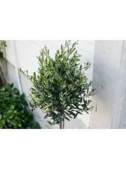 Olivenbäume winterhart auf Stamm mittel