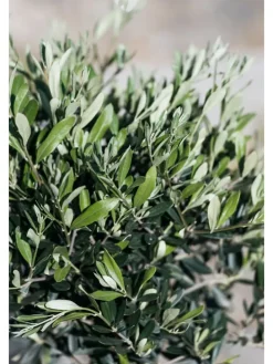 Olivenbäume winterhart auf Stamm mittel