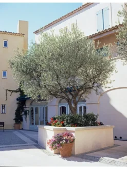 Olivenbäume winterhart auf Stamm mittel