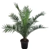 Phoenix canariensis Dattelpalme 75cm XXL
