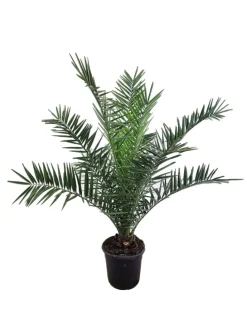 Phoenix canariensis Dattelpalme 75cm XXL
