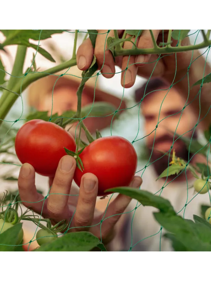 Ranknetz in Grün - (B)360 x (H)180 cm