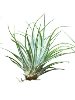 Retro Schüssel mit Muscheln und Tillandsia