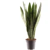Sansevieria zeylanica 45cm Zimmerpflanze