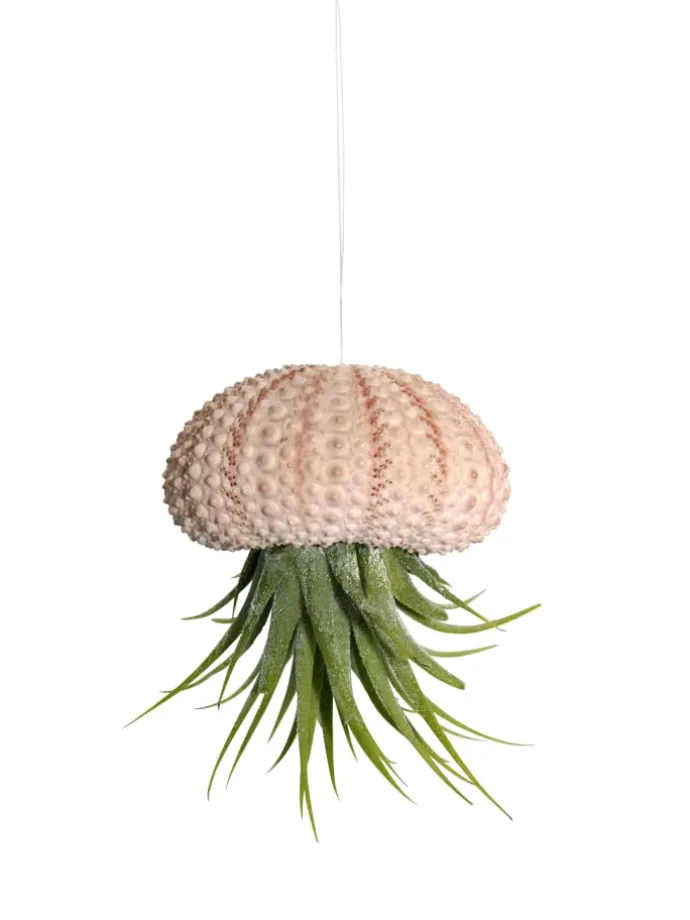 Seeigelgehäuse rosa mit echter Tllandsia Kammi