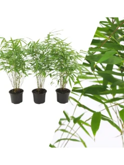 Set mit 3 Bambuspflanzen Fargesia Rufa
