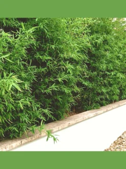 Set mit 3 Bambuspflanzen Fargesia Rufa