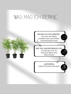 Set mit 3 Bambuspflanzen Fargesia Rufa