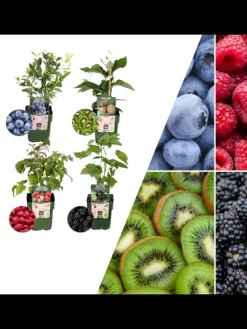 Sommerfrüchte BIO-Obstpflanzen-Mix-Set mit 4 verschiedenen Sorten