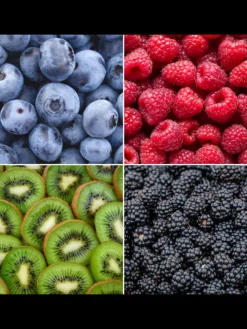 Sommerfrüchte BIO-Obstpflanzen-Mix-Set mit 4 verschiedenen Sorten