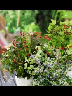 Sommerfrüchte BIO-Obstpflanzen-Mix-Set mit 4 verschiedenen Sorten