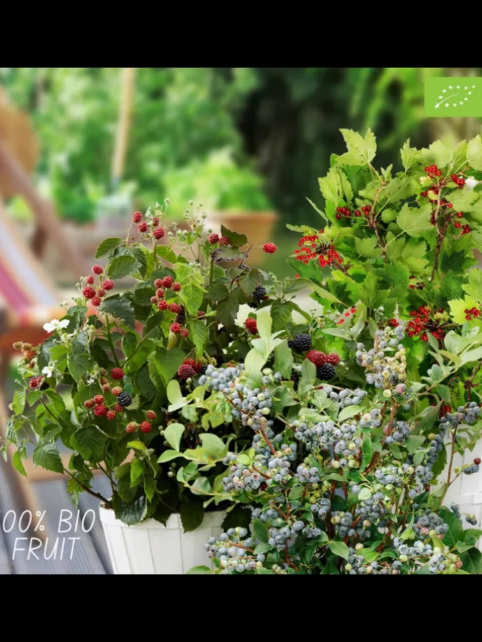 Sommerfrüchte BIO-Obstpflanzen-Mix-Set mit 4 verschiedenen Sorten